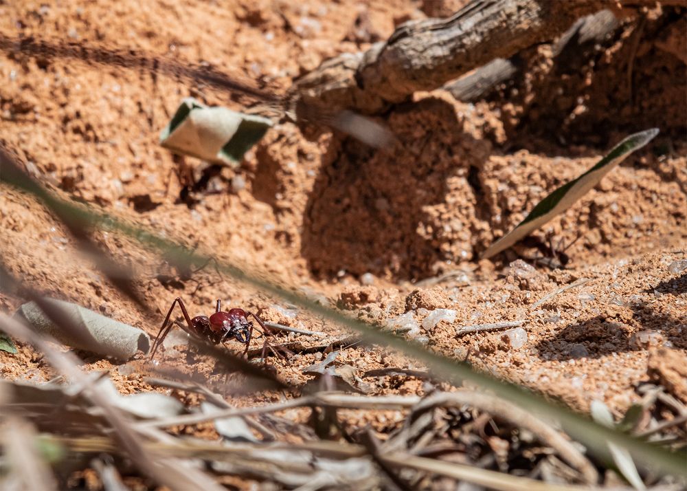 Photograph by Marcos Emanuel