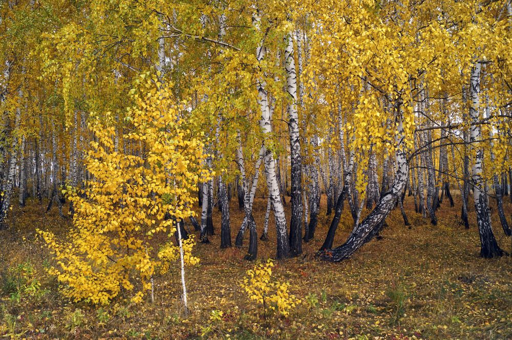 Даже в пасмурный день золото берёз неотразимо.