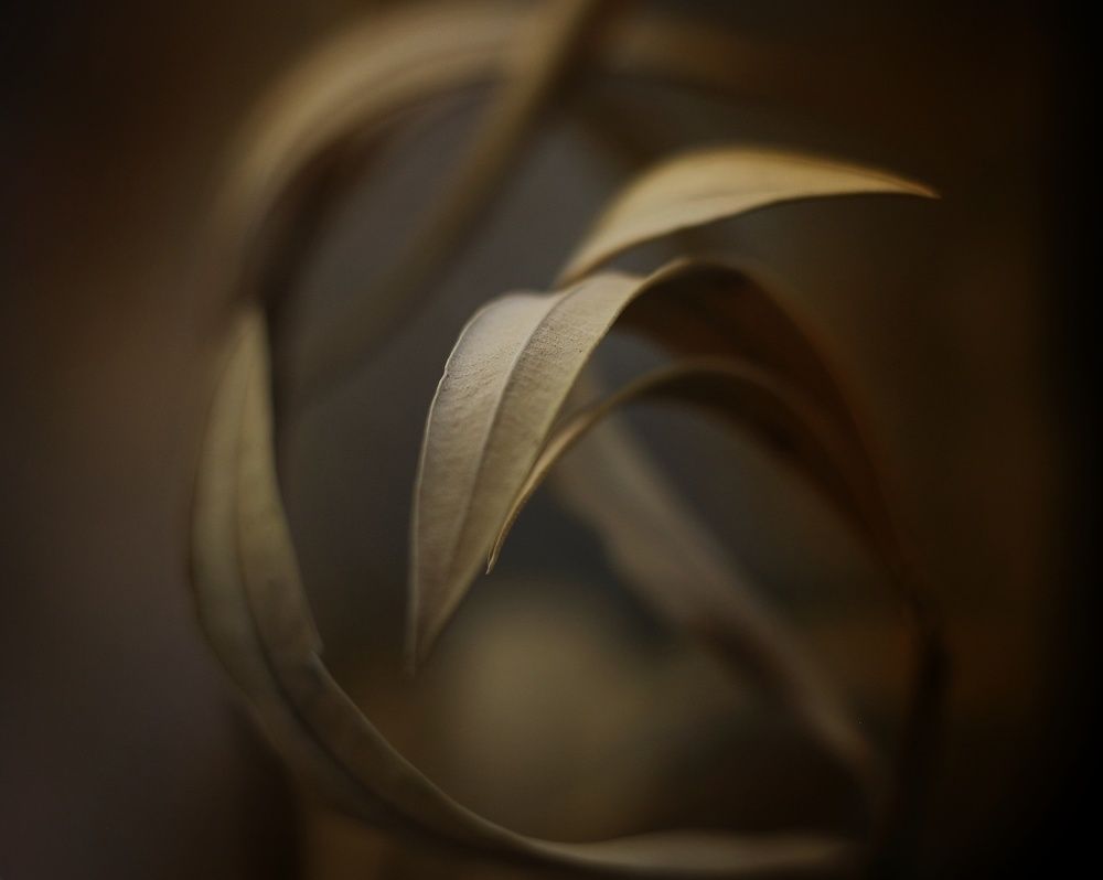 Photograph by Abolfazl Shahmiry