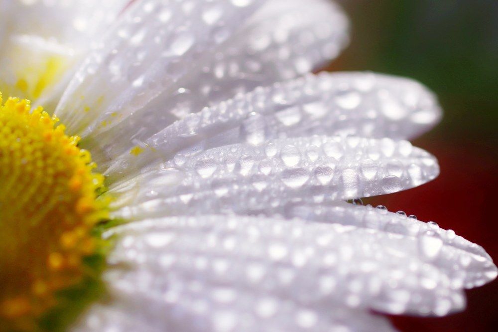 Photograph by Olga Asson