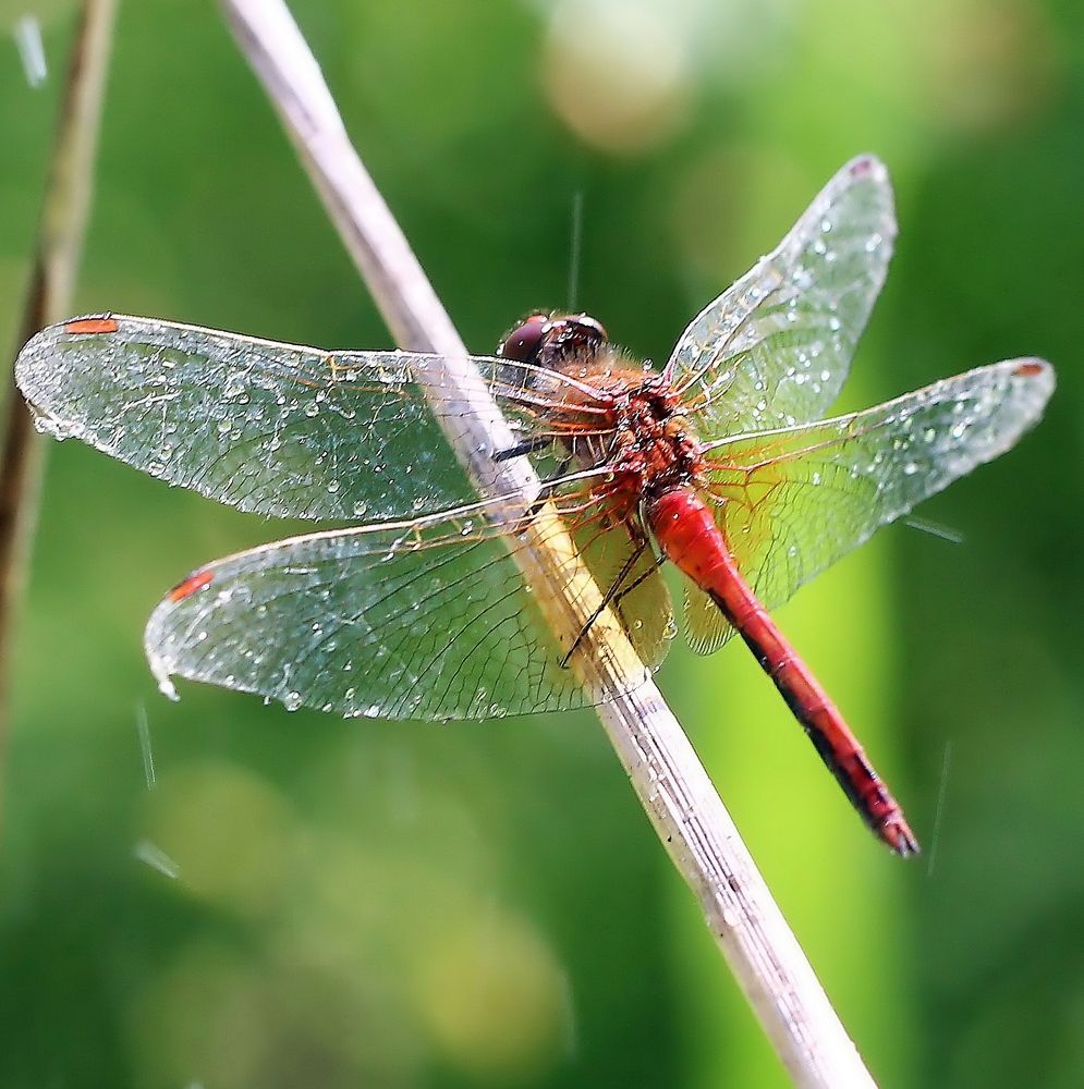 Photograph by Любовь Саханова