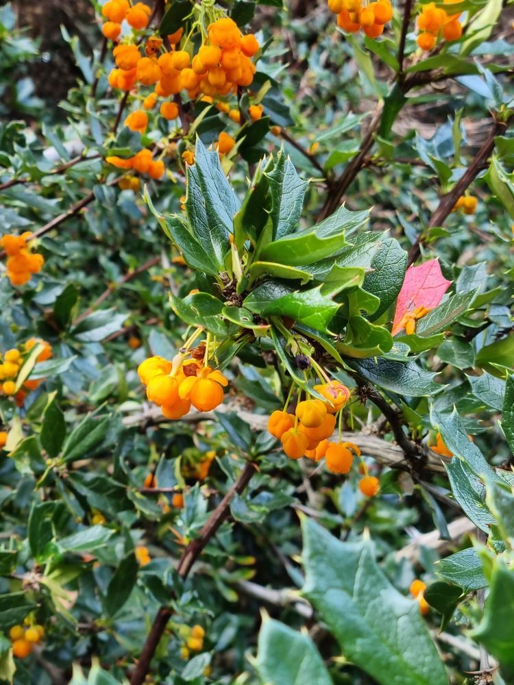 Blooming