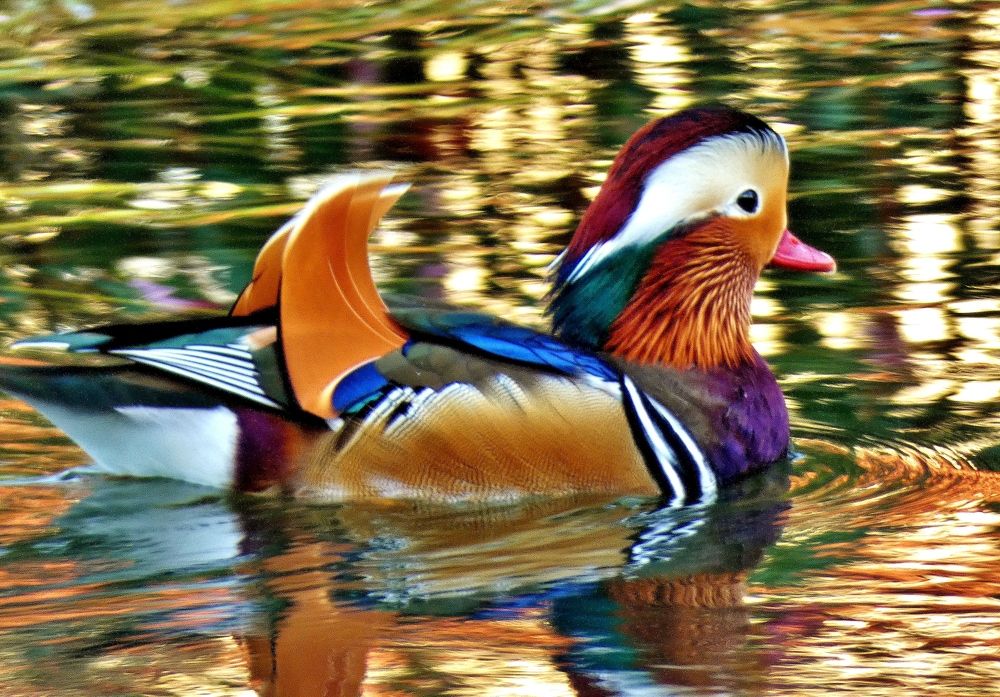 Photograph by backareva irina