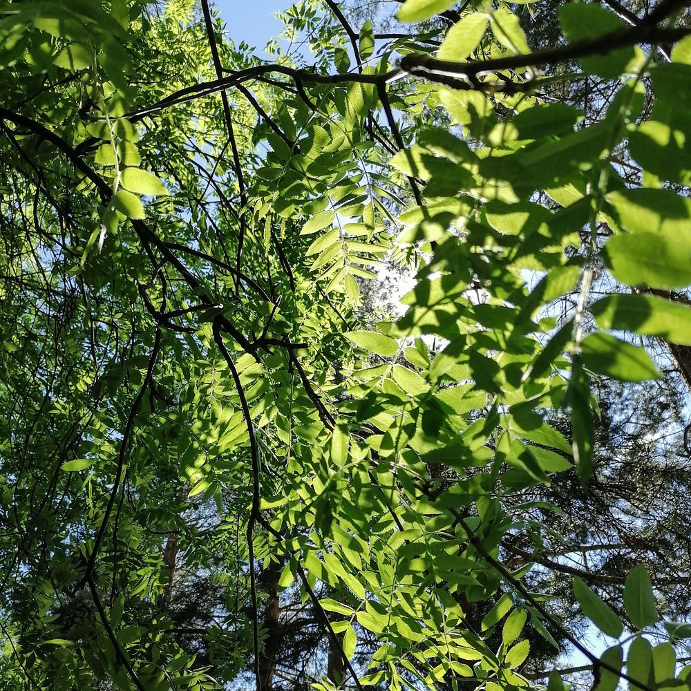 Photograph by Lamart HM