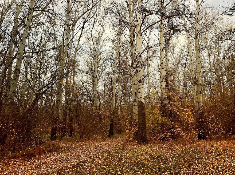 Photograph by Елена Гарибян