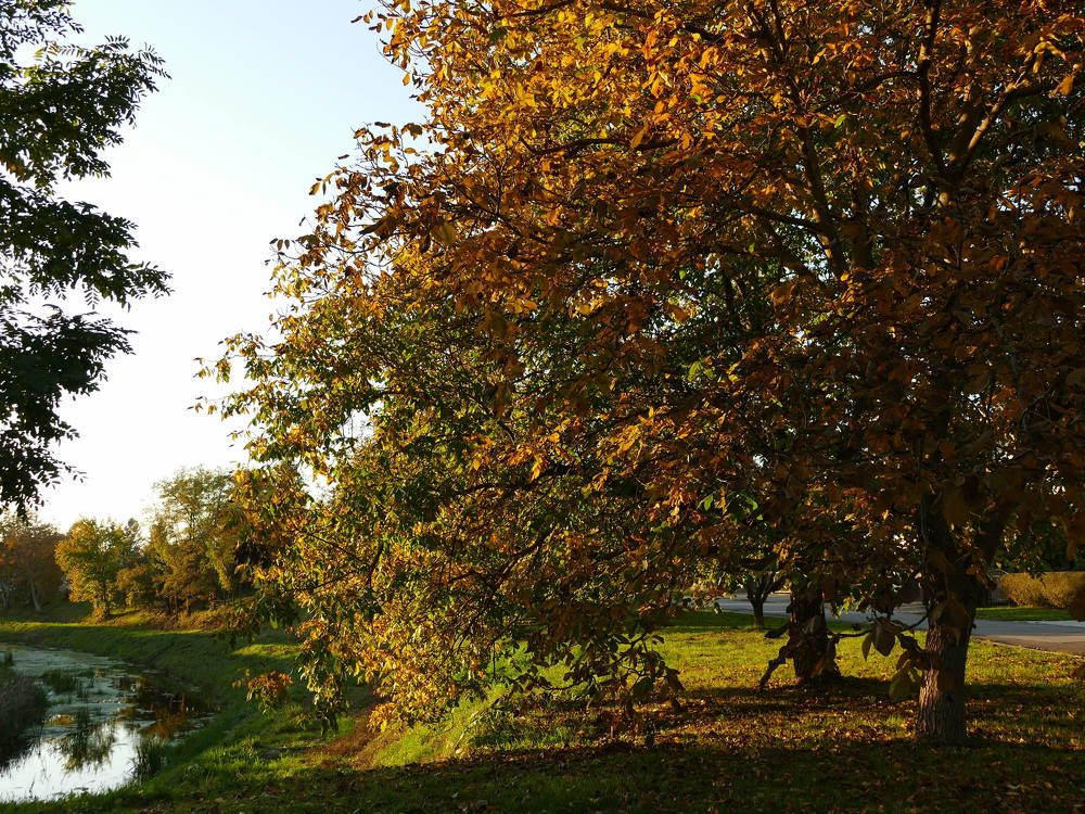 Autumn on the riwer Karašica