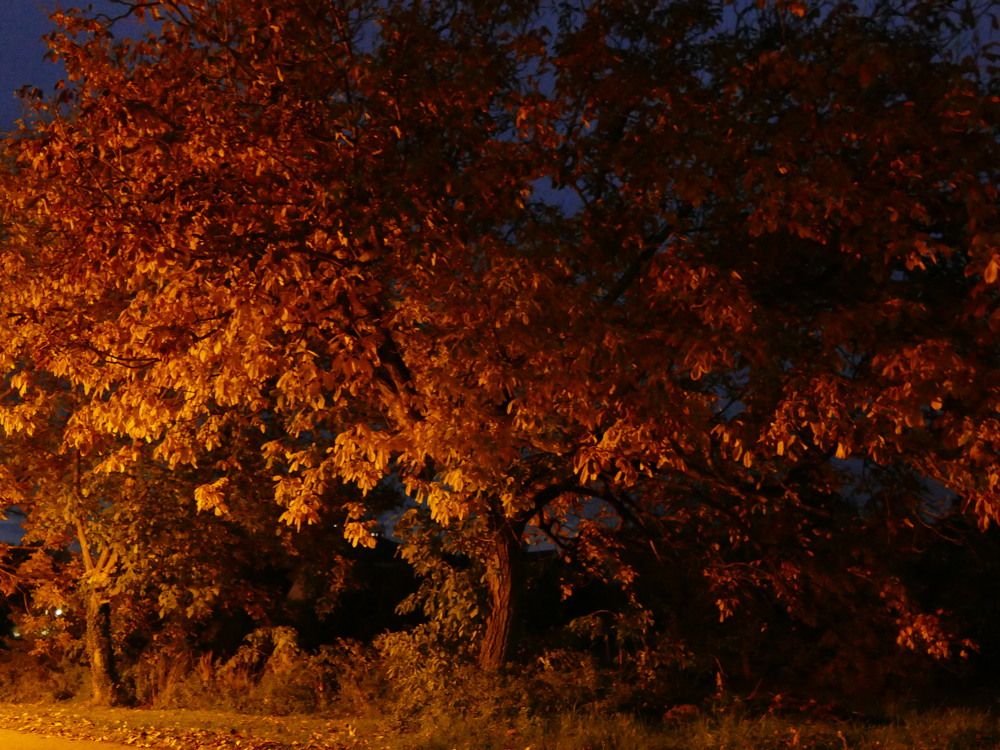 Autumn in the night