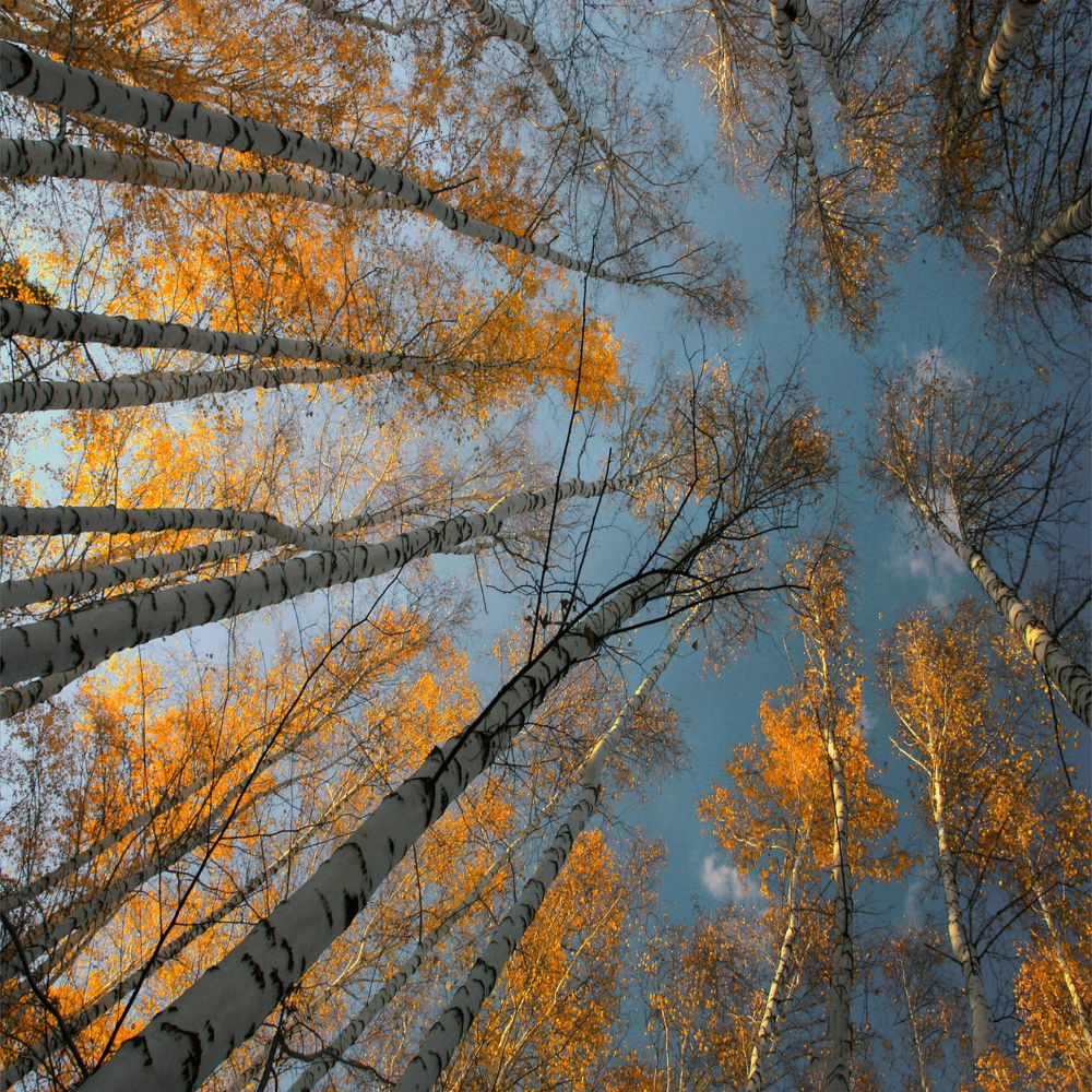 Photograph by Ольга Заболотская