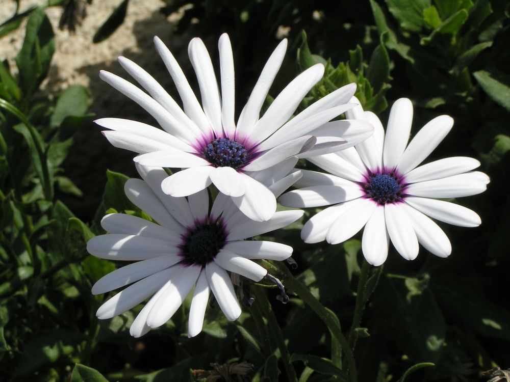 Фотография автора Dubravko Maricic