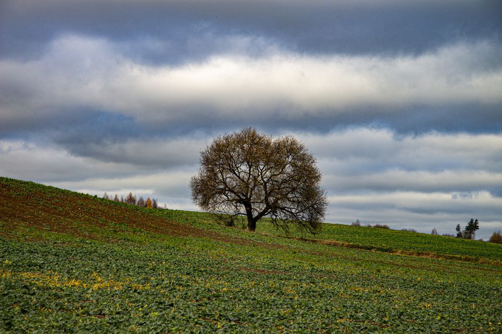 Фотография автора Novoseltsev Konstantin