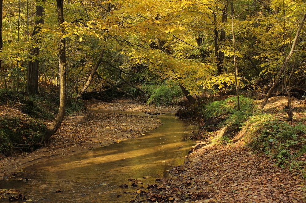 Река в лесу