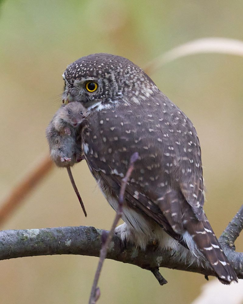 Сычик воробьиный (СПб, октябрь 2021)