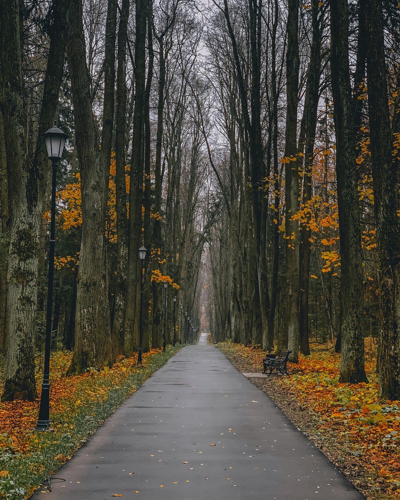 Фотография автора Елена Шилина