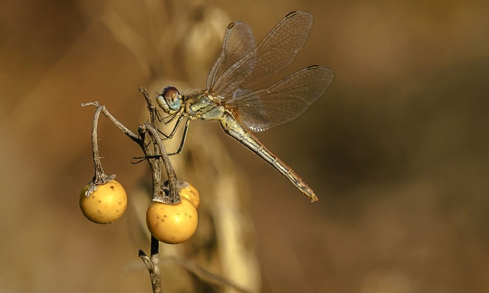 Photograph by Igor Tourovski