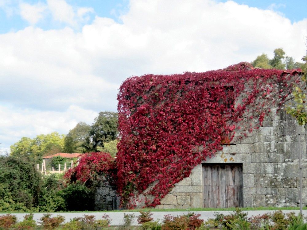 Abandoned but beautiful