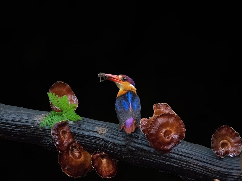 Oriental Dwarf Kingfisher