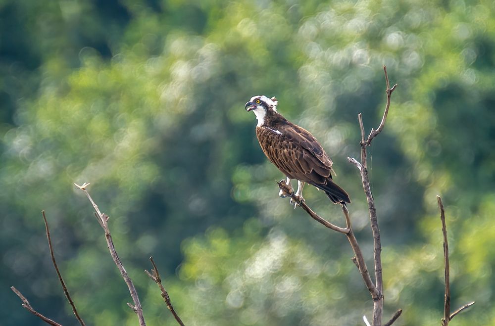 Osprey