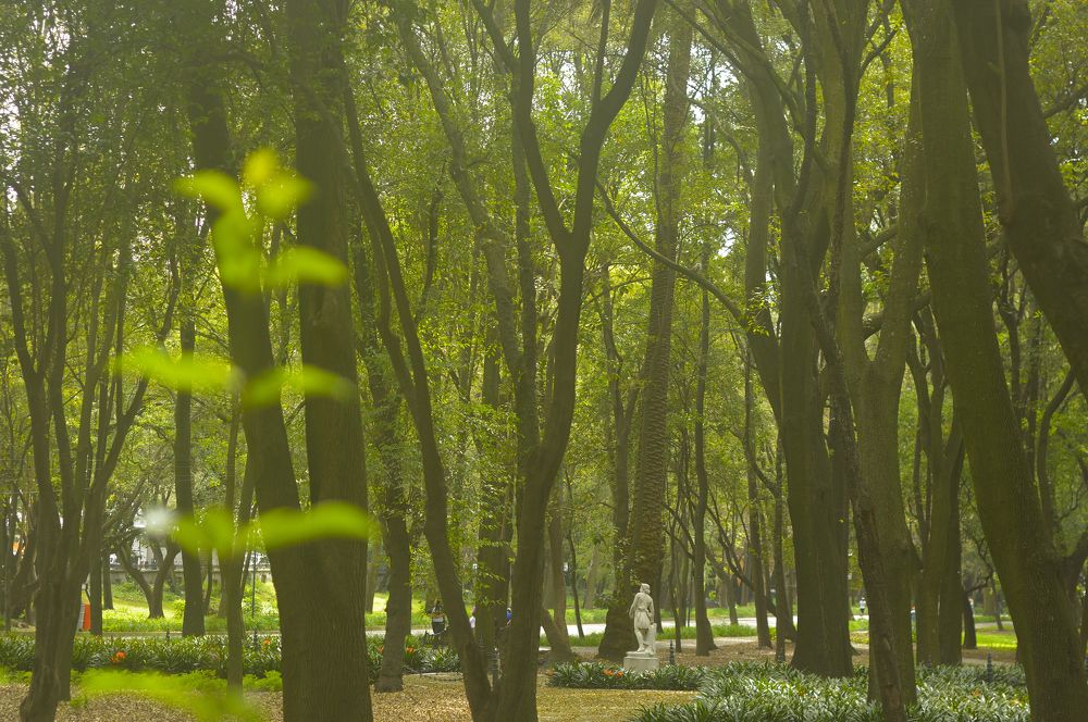 Perdida en el bosque
