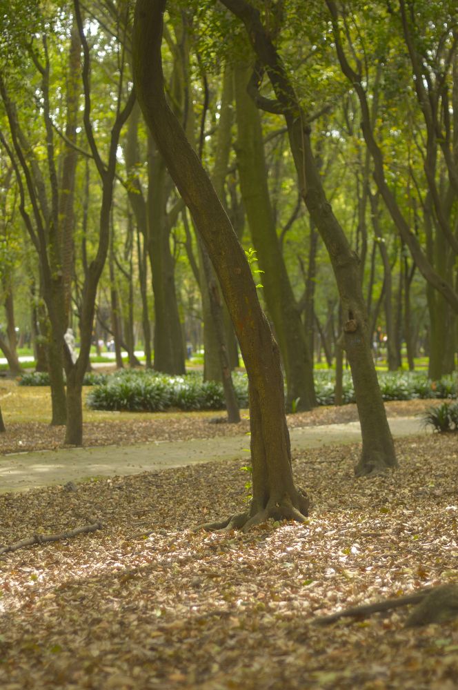 Photograph by Alejandro Yépez