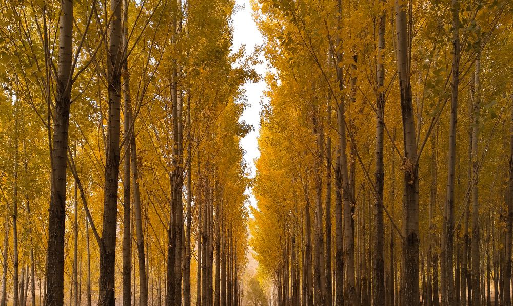 Trees Stand in Autumn