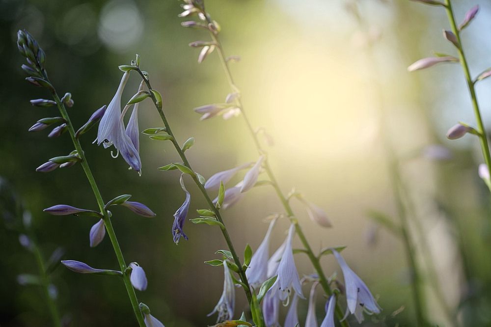 Фотография автора Alena Makushina