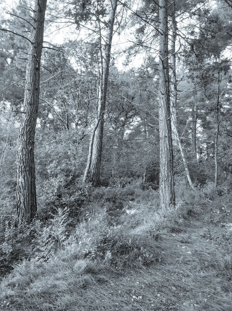 Photograph by Николай Ковальчук