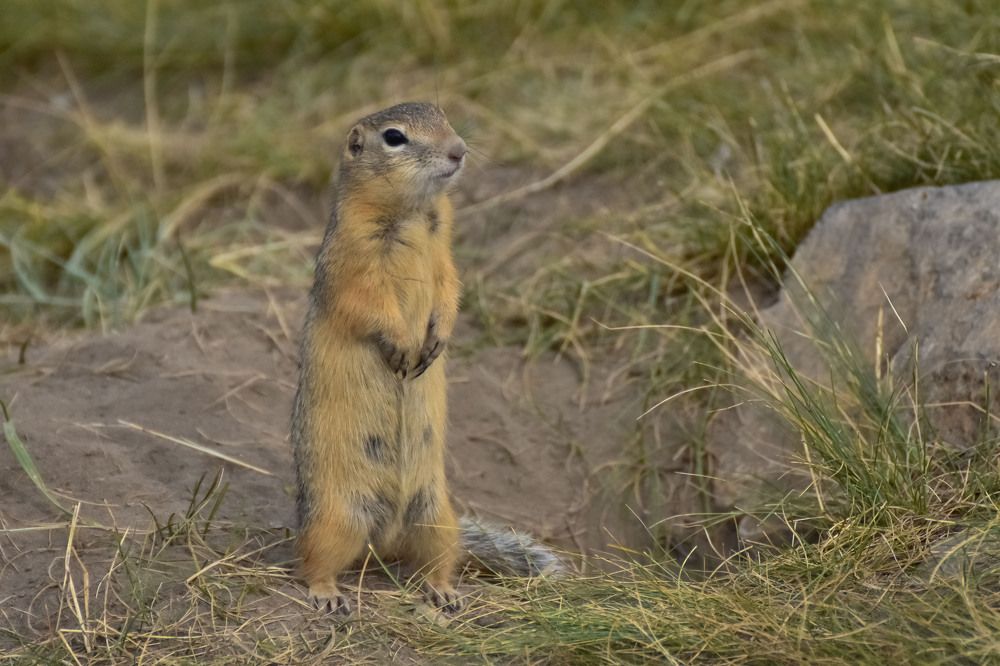 Полевая собачка наблюдатель ...