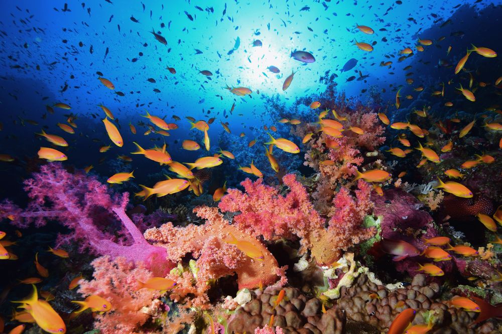 Photograph by Marco Ricciardi Tenore