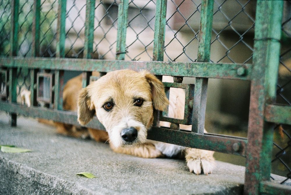 Photograph by Maxim Ghervas