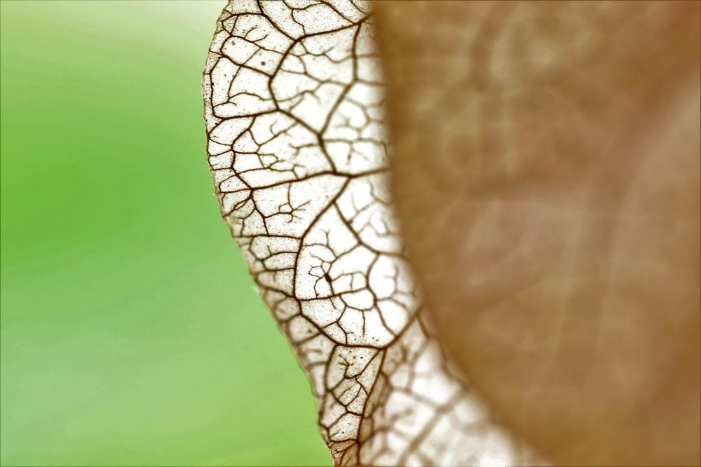 Micro petal texture