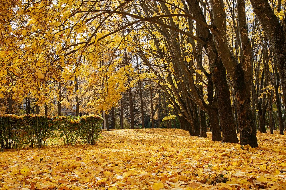 Photograph by Вячеслав Кровопусков