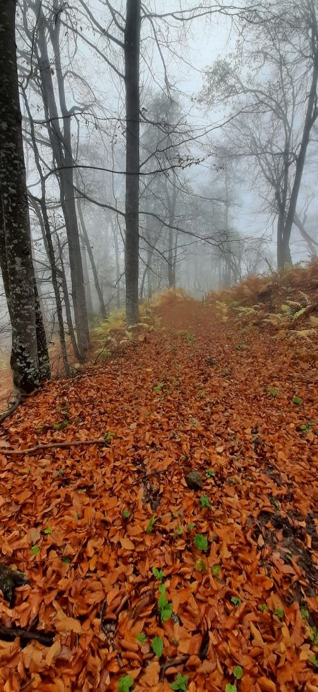 Тишина осени.