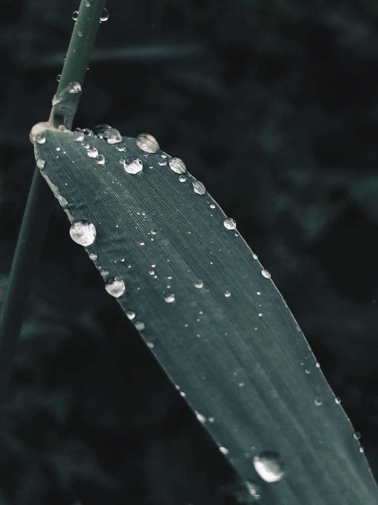 Photograph by Karen Vardanian