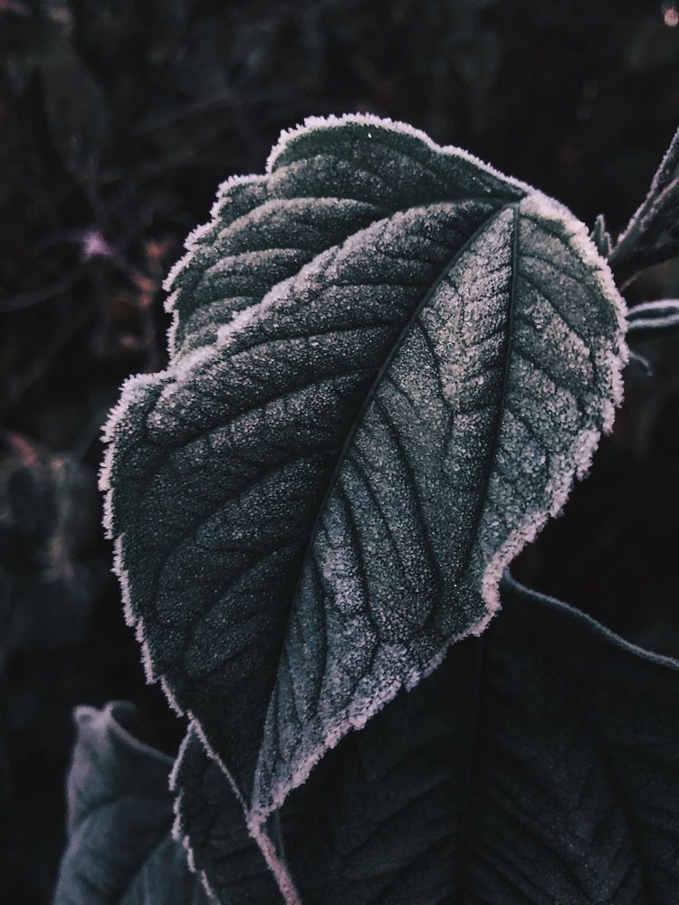 Photograph by Karen Vardanian