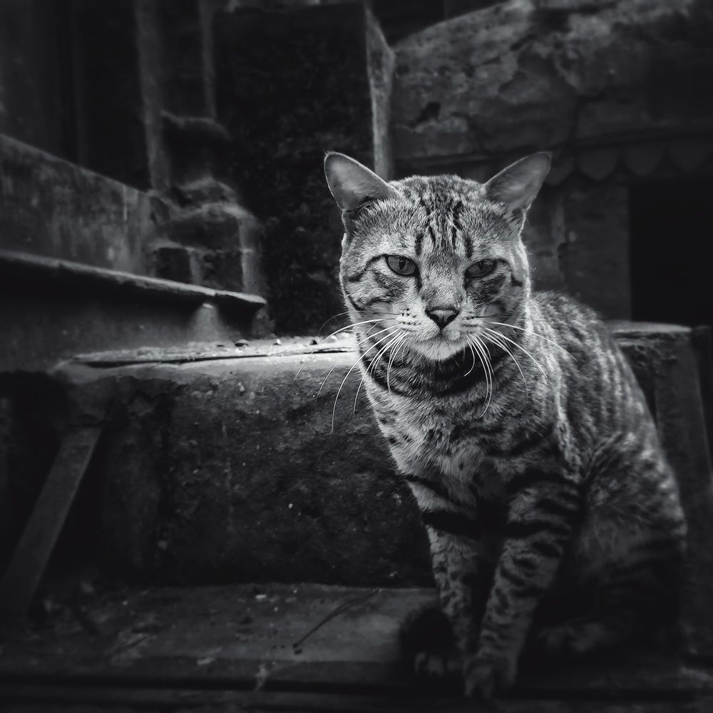 Photograph by Chandan kumar das