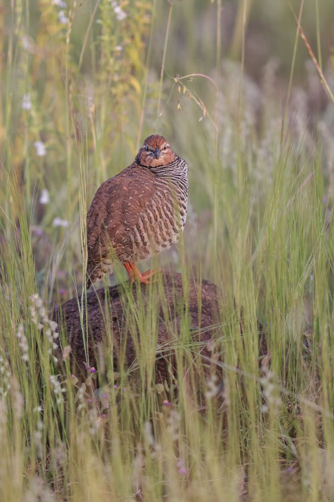 Photograph by Nilesh Tandel