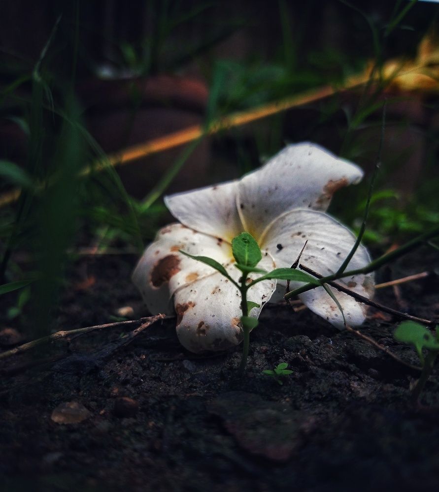 Photograph by Nilormi Paul