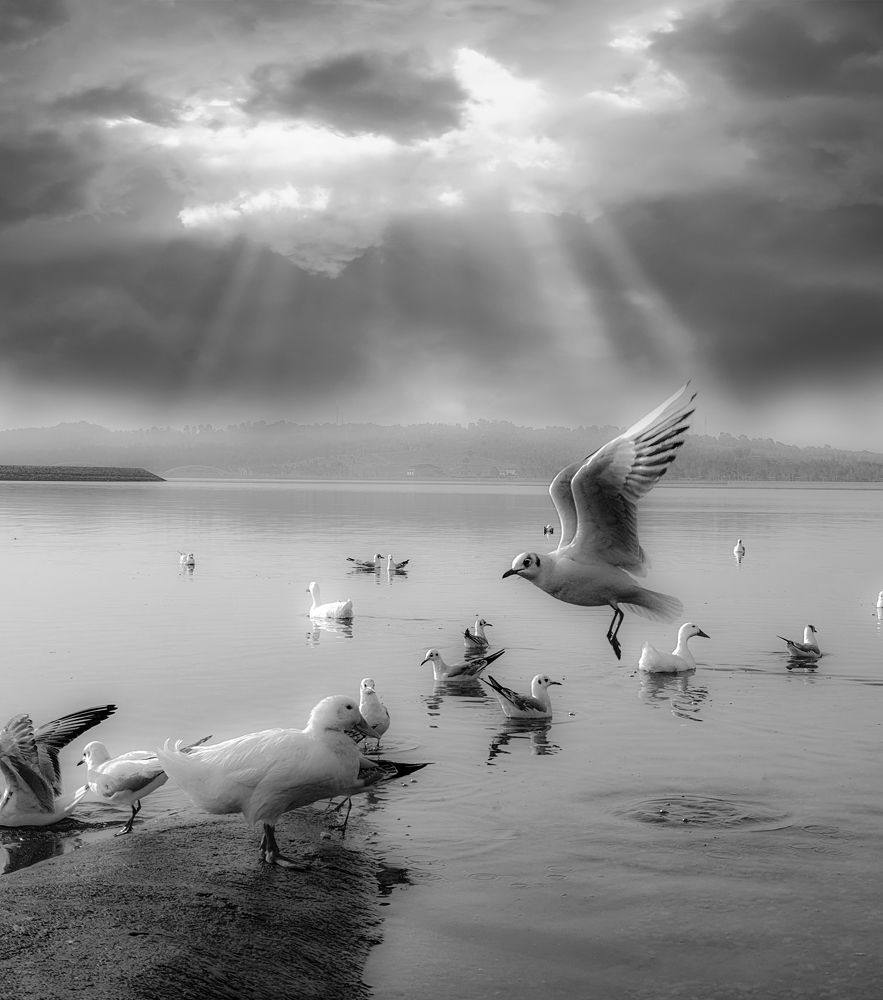 Photograph by alireza haji Akhondian