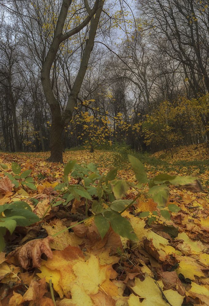 Осень, осень, ну давай у листьев спросим!