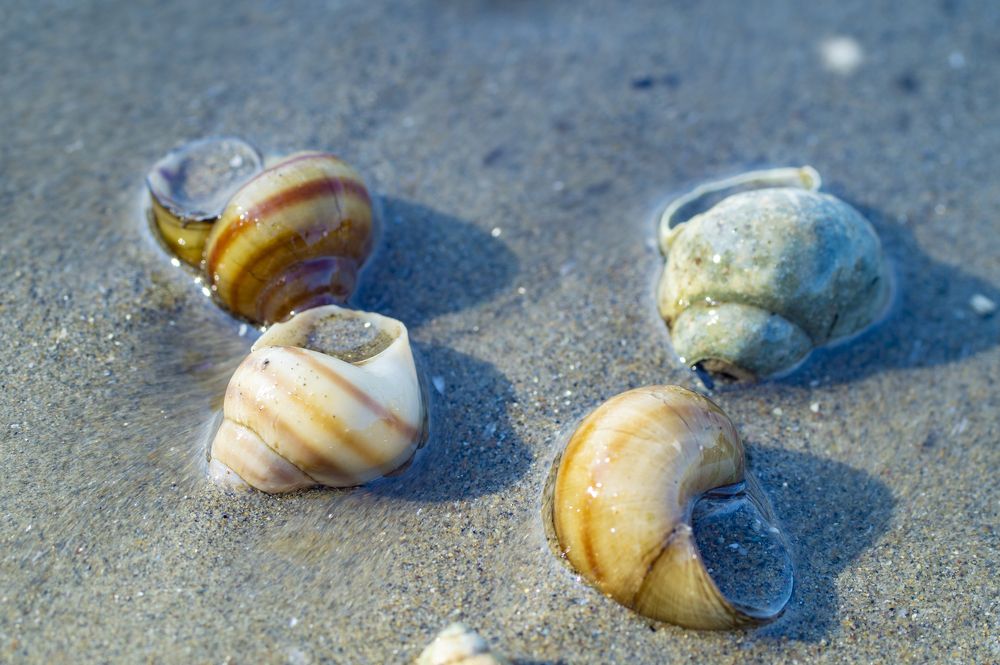 Photograph by Sveto Mamlic