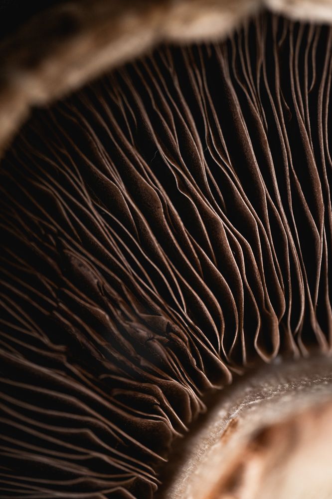 Photograph by Yuliia Pashentseva