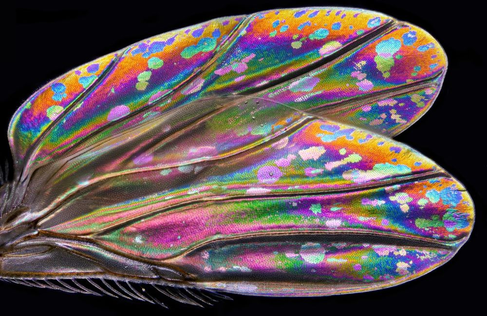 Photograph by Andrei Savitsky