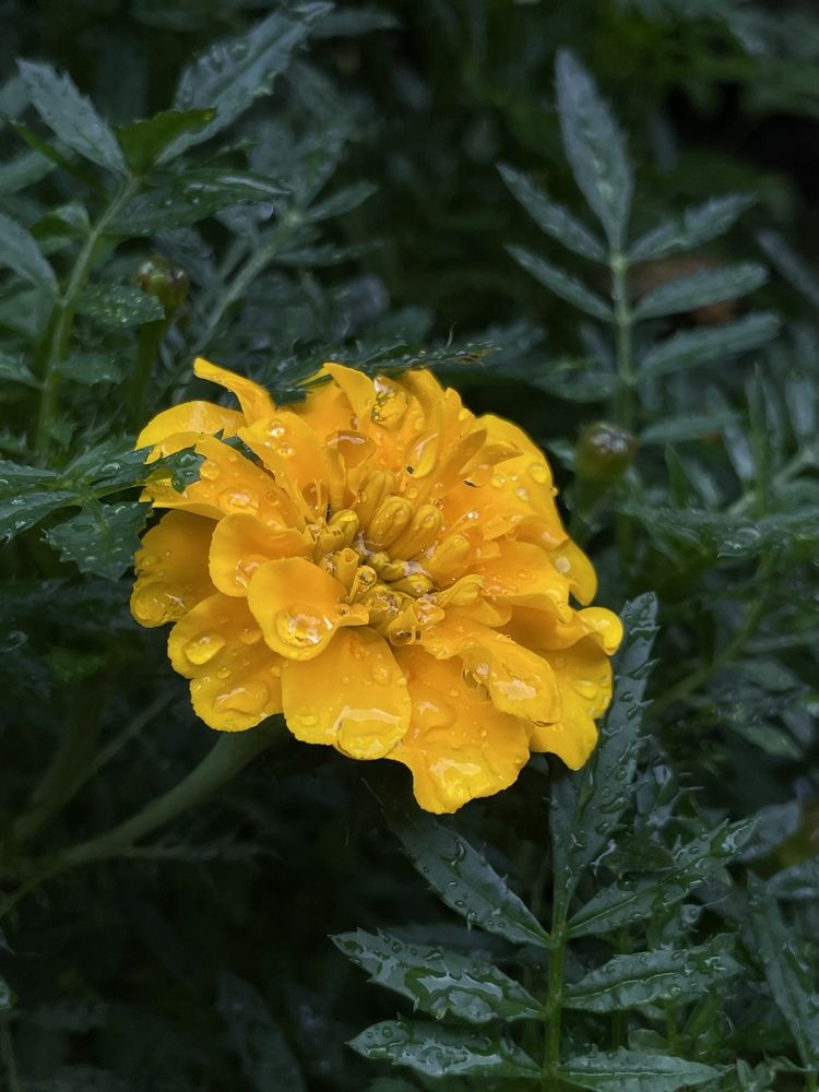 Photograph by Елена Горбунова