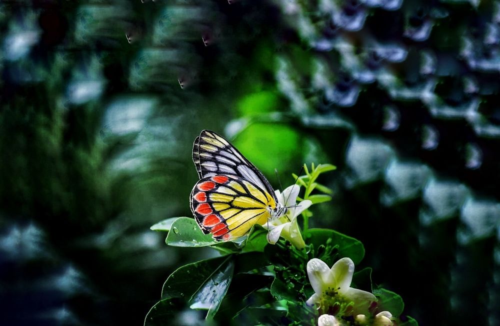 Photograph by Nilormi Paul