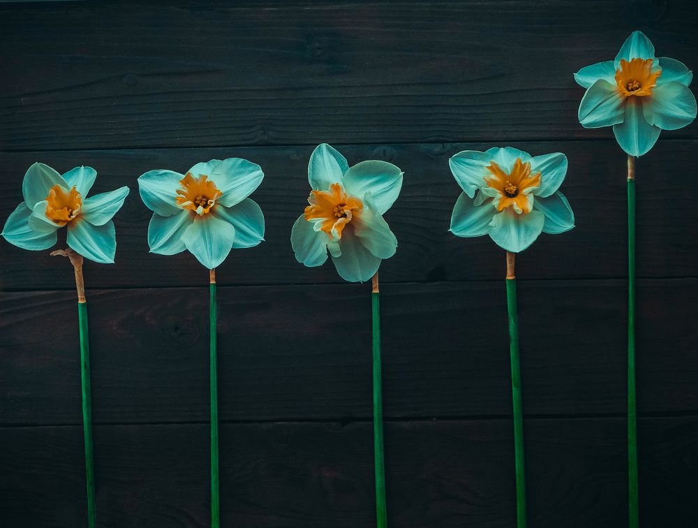 Фотография автора Ольга Забрянская