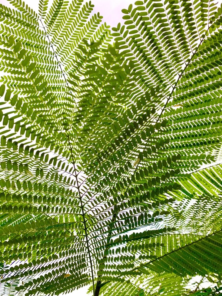 Photograph by Maria D. Torres