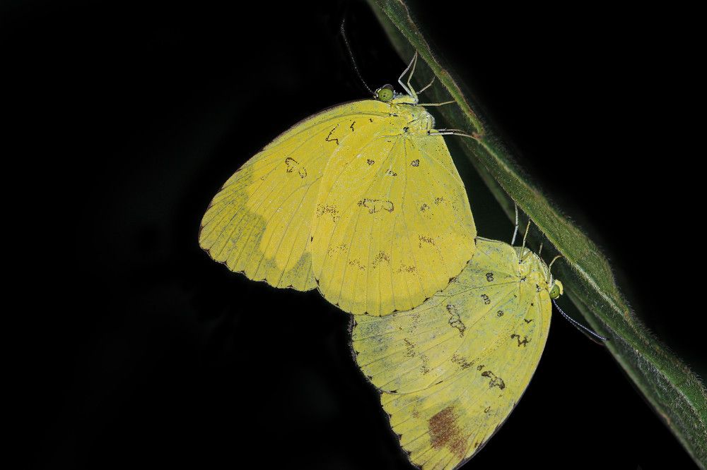 Фотография автора Suresh S S