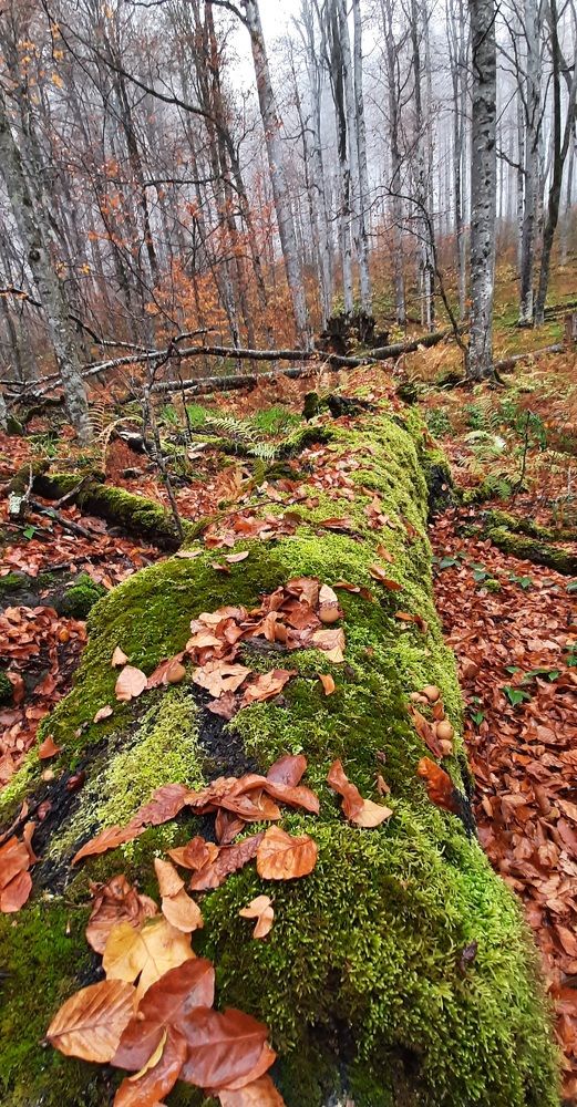 Осенний лес