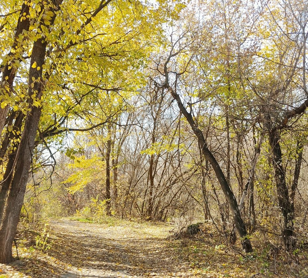 Золотые Краски леса.