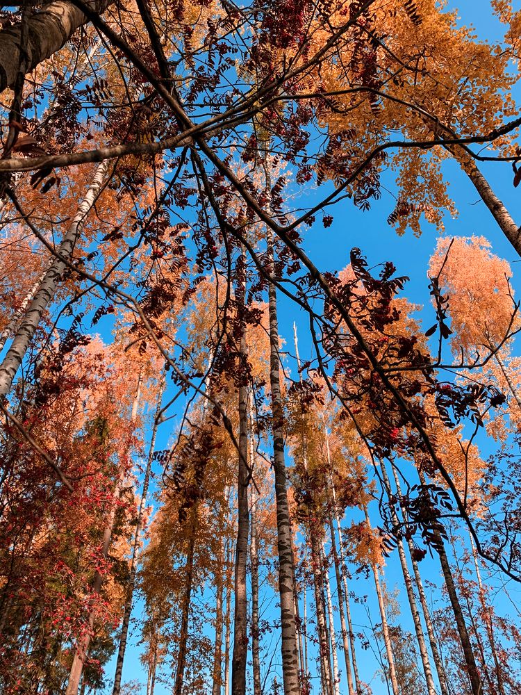 Осень в лесу.